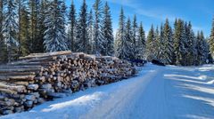 Avvirket tømmer som venter på transport.         Foto: Landbruksdirektoratet