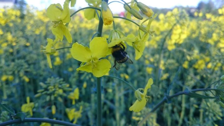 Humle som sitter på en gul rapsblomst og bidrar til pollinering.