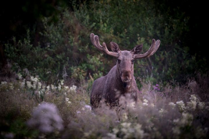 Stor elg som ser i kamera.