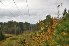 Styrket skogsatsing skal sikre strømnettet til Glitre Nett