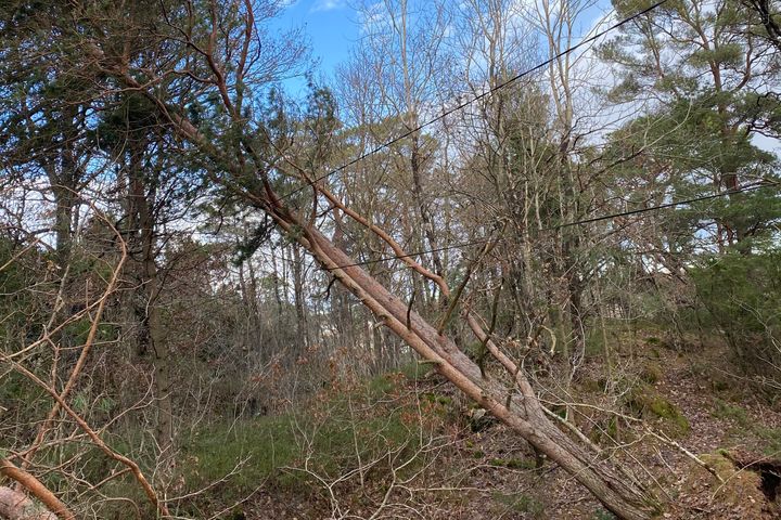 Det er et omfattende oppryddingsarbeid etter uværet i slutten av oktober, da store mengder trær falt over lavspentnettet til Glitre Nett.