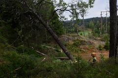 Glitre Nett har innført driftstilskudd til skogeiere som avvirker skog helt inntil høyspentnettet.