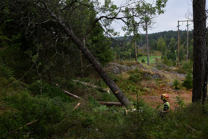 Glitre Nett har innført driftstilskudd til skogeiere som avvirker skog helt inntil høyspentnettet.