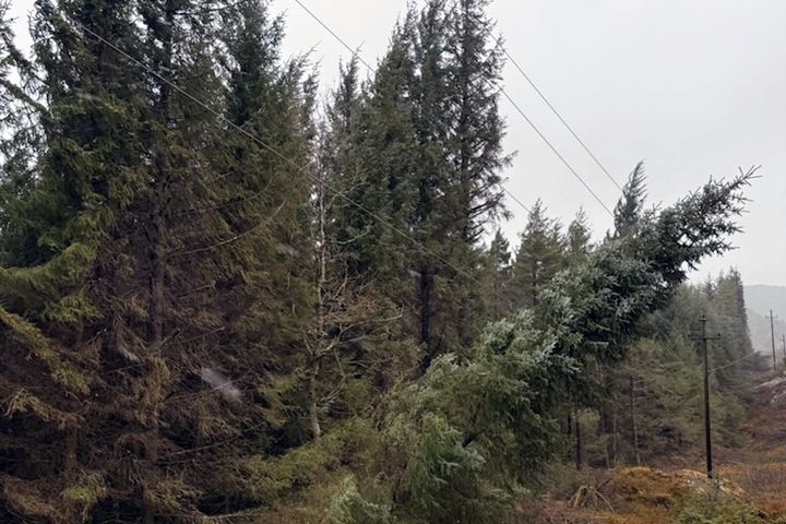 Det er i hovedsak store trær som står utenfor ryddebeltet og som er kantet inn på linjenettet som er årsaken til strømbruddene på Agder.
