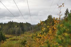 Glitre Nett står foran store investeringer i strømnettet, og skal legge til rette for det grønne skiftet. I dette arbeidet er det viktig å ivareta natur og miljø på en best mulig måte.