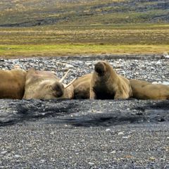 En gruppe hvalross hviler på land.