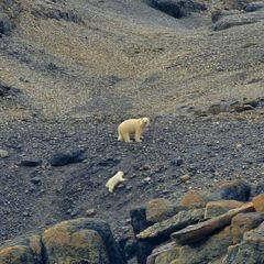 Isbjørnbinne og -unge på Svalbard.
