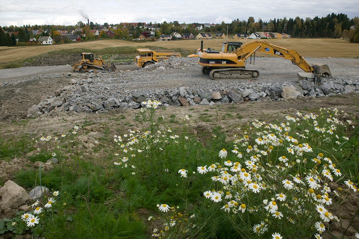 En byggeplass med anleggsmaskiner og blomster i forgrunnen, med hus og skog i bakgrunnen.