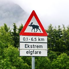 De mest alvorlige ulykkene er elgpåkjørsler fordi elg er høyere og tyngre enn andre hjortedyr.