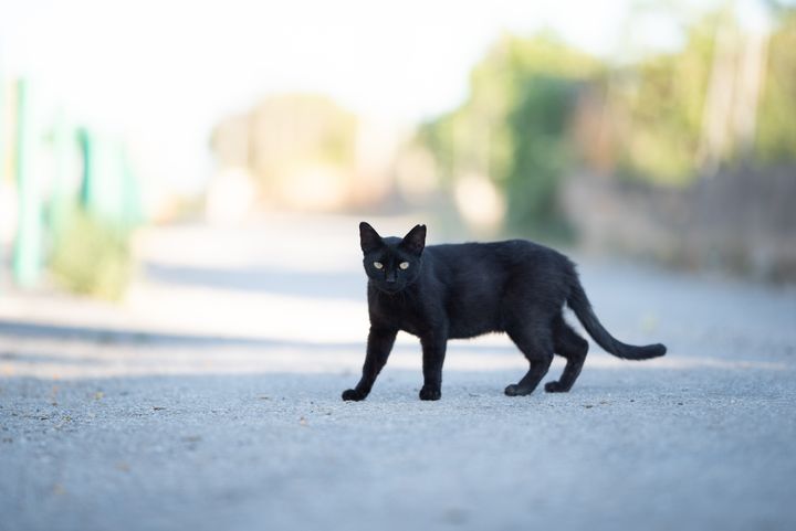 En sort katt står på asfalt. Uskarp bekgrunn, men ser ut som en asfaltert vei. Foto.