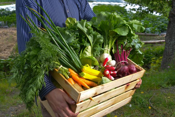 Det dyrkes et stort mangfold av grønnsaker i markedshager og småskala gartnerier rundt Bergen.
