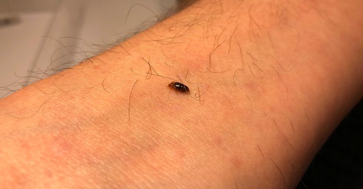 Nærbilde av veggedyr som nettopp har spist