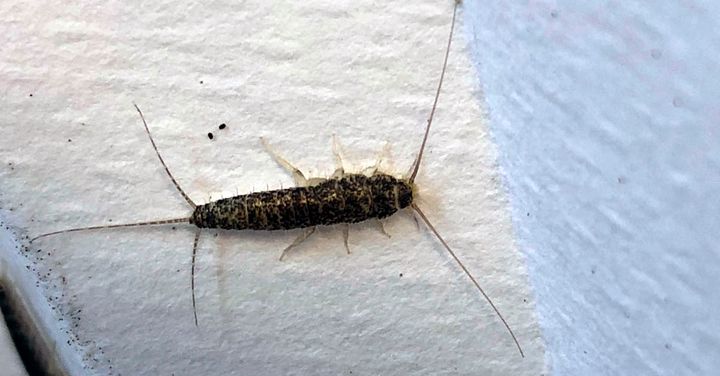 Pass opp for skjeggkre når du klikker hjem varer fra nett.