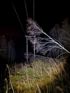 Trær på linjene. Foto: Morten Røkenes Svinsaas, Arva