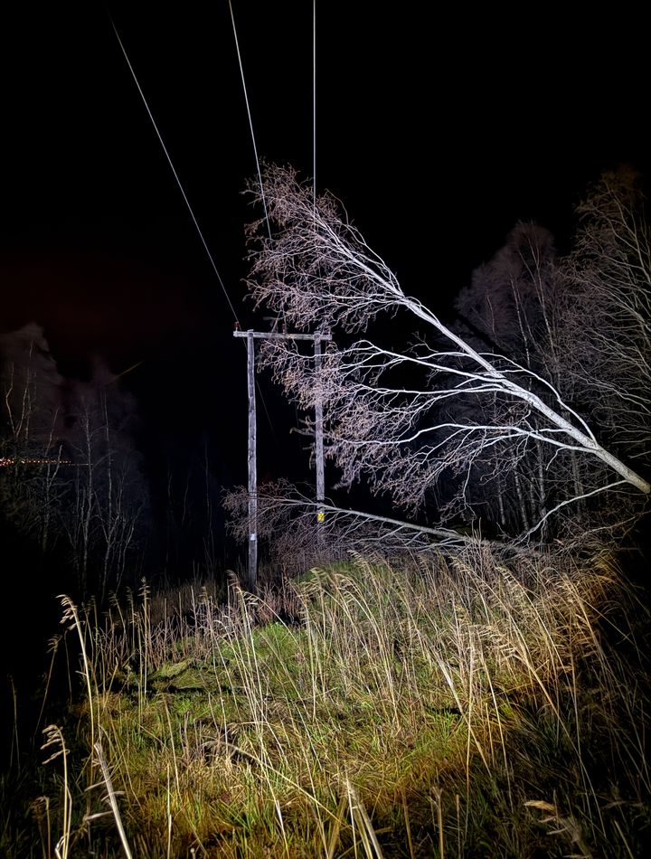 Trær på linjene. Foto: Morten Røkenes Svinsaas, Arva