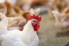 Både norsk og internasjonal forskning dokumenterer at saktevoksende kylling har bedre helse og dyrevelferd. Foto: Norsk Kylling