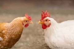 Norsk Kylling bruker bare en kyllingtype som vokser saktere. Det gir bedre dyrevelferd. Foto: Norsk Kylling