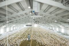 Dersom myndighetene ikke griper inn snarlig, må Norsk Kylling hver dag avlive 65 000 kyllinger i fjøs, og kaste over 300 000 middager hver eneste dag. I tillegg taper bøndene all inntjening.  Foto: Norsk Kylling