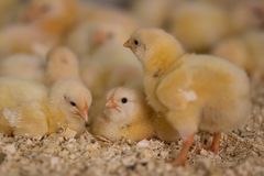 Konsekvensene av streiken er at Norsk Kylling må avlive 65 000 kyllinger hver dag den neste uken. Foto: Norsk Kylling
