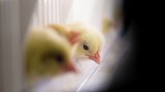 I 2023 åpnet Norsk Kylling AS nytt rugeri der kyllingene får tilgang på fôr, vann og lys umiddelbart etter klekking. Det har gitt bedre dyrevelferd og lavere utslipp. Foto: Norsk Kylling AS.