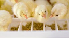 Bedre dyrevelferd på rugeriet gir lavere klimautslipp. Effekten fra tidlig fôring på rugeriet fører til at kyllingene tar til seg næring bedre, og har fått høyere vekt, noe som gjør at de kan spise et lettere fôr med lavere utslipp. Foto: Norsk Kylling AS