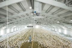 Størst i Norge på ECC. Norsk Kylling er den eneste storskala-produsenten i Norge som har hele produksjonen sin etter dyrevelferdsstandarden ECC. Foto: Elin Iversen