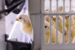 På Norsk Kylling sitt rugeri på Støren har kyllingene tilgang på vann og mat rett etter klekking. Foto Ellen Fossbakk