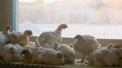 Gress Gruppen stilte i anbudsprosessen krav om ECC-standard, en produksjonsform som kun bruker kylling som vokser saktere, og som gir kyllingene bedre plass, naturlig lys og miljøberikelser i fjøs. Foto: Norsk Kylling