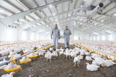 Bedre dyrevelferd er viktig i seg selv, med det gir også mindre svinn i produksjonen. For Norsk Kylling er det er ingen tvil om at det lønner seg å investere i en kyllingtype som vokser saktere og i en produksjonsform som gir kyllingene mere plass, leker og lys i fjøs. F.v. Snorre Hellesvik, slaktekyllingbonde i Meldal og Hilde Talseth, administrerende direktør i Norsk Kylling. Foto: Terje Trobe