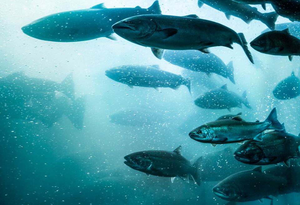 Fisken må settes først – ikke sist | Den norske veterinærforening