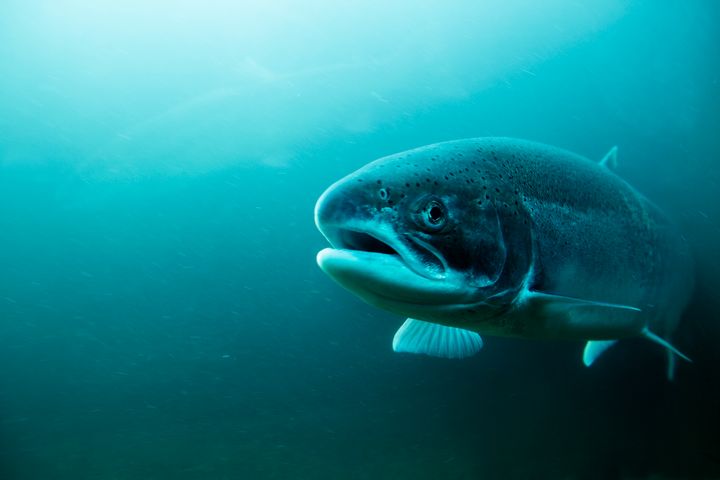 En laks som svømmer i havet