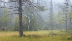 Gammel skog