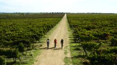 Programledere i Wine First; Liora Levi, Yolanda Año og Maya Samuelsson