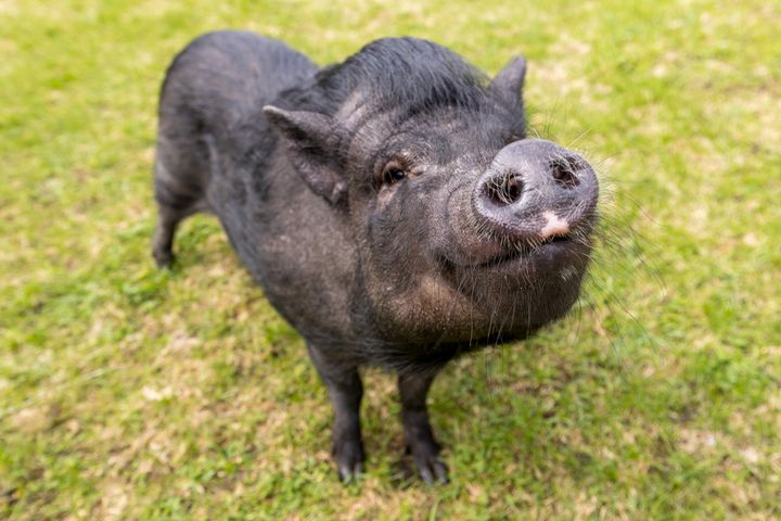 En gris smiler opp i kamera.