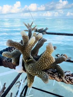 Korallene blir festet på rammer som senkes ned i havet for å vokse.