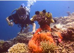 Å dykke på Maldivene er som å svømme rundt i et akvarium.