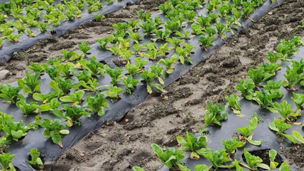 Hvor miljøvennlig er bionedbrytbar plast?