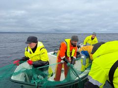 Fiskere og forskere røkter kildegarn utenfor Bugøynes i Sør-Varanger kommune.