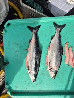 Fra forsøksfiske med ringnot / snurpenot i Altafjorden fra Solværskjær.