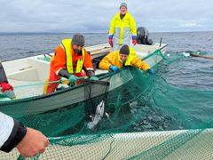 Fiskere og forskere røkter kilegarn utenfor Bugøynes (Sør-Varanger) i Varangerfjorden.
