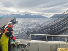 Fra forsøksfiske med ringnot / snurpenot i Altafjorden fra Solværskjær.