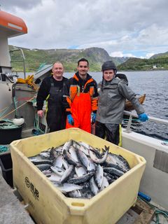 Mannskapet på Solværskjær fra Hammerfest, med pukkellaksfangst.