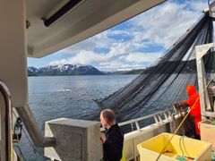 Fra forsøksfiske med ringnot / snurpenot i Altafjorden fra Solværskjær.
