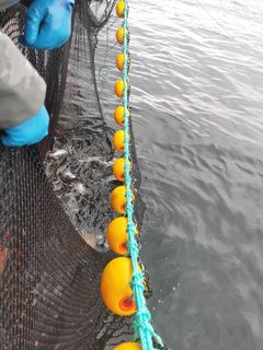Fra forsøksfiske med ringnot / snurpenot i Altafjorden fra Solværskjær.