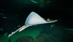 Skatene svømmer ved bølgende bevegelser  Fotograf: Erling Svensen / Havforskningsinstituttet