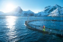En større innsats legges nå ned for å finne erstatning for importert soya i norsk havbruk.