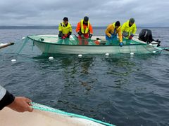 Fiskere og forskere røkter kilegarn utenfor Bugøynes (Sør-Varanger) i Varangerfjorden.