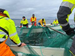Fiskere fra Bugøynes har denne sommeren gjennomført forsøksfiske etter pukkelaks sammen med forskere i Varangerfjorden.