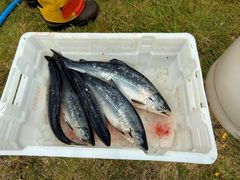 Pukkelaks tatt ved Bugøynes sommeren 2025