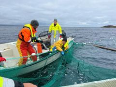 Fiskere og forskere røkter kilegarn utenfor Bugøynes (Sør-Varanger) i Varangerfjorden.